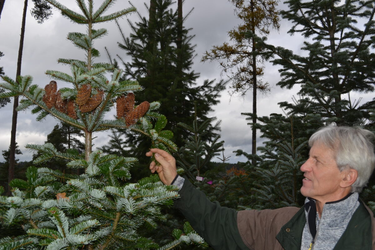 Gewinnspiel: Im Tannenland Pressath schlägt das Herz eines jeden Weihnachts-Romantikers höher