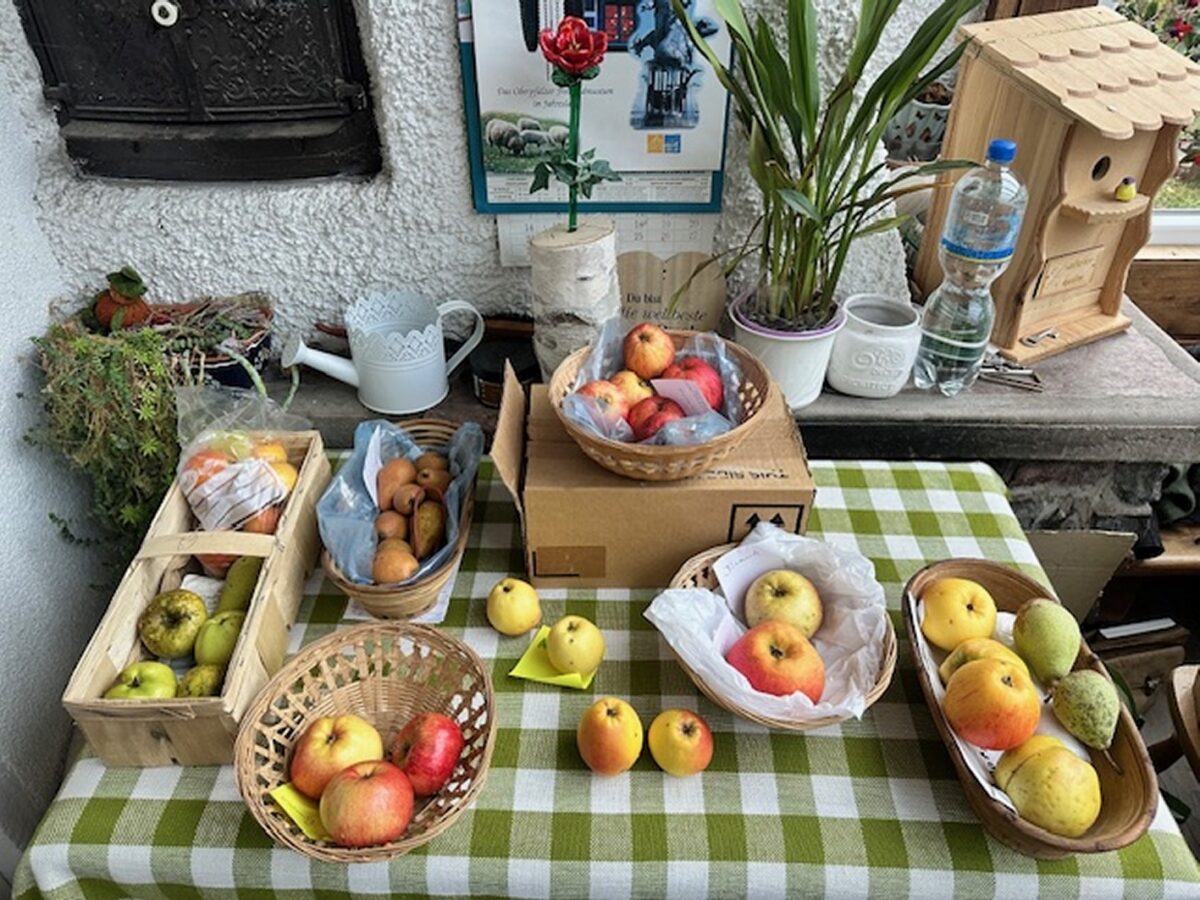 Alte Apfelsorten wiederentdecken und kennenlernen