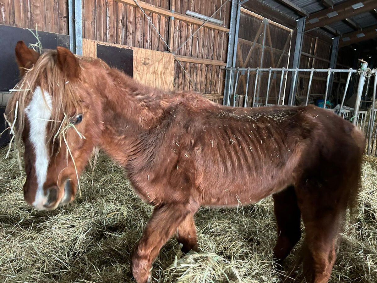Gehen die Leiden vieler Pferde einfach weiter?