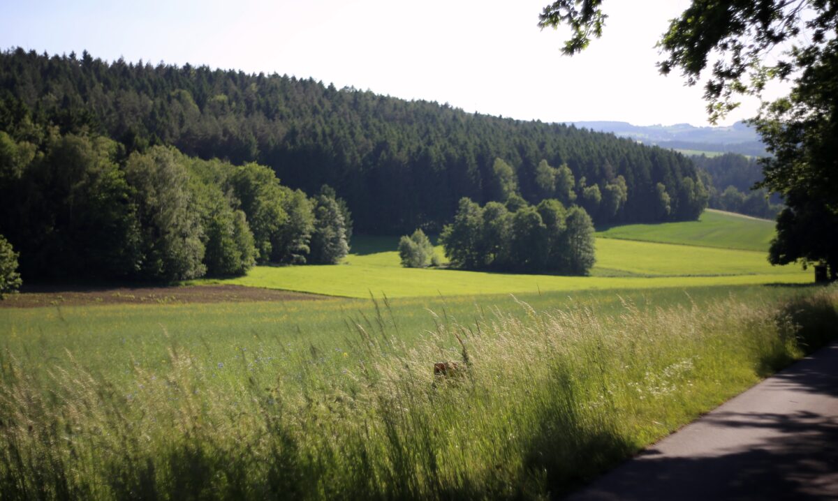 Ausschreibung für die Mahd von Feuchtwiesen und Pflegeflächen