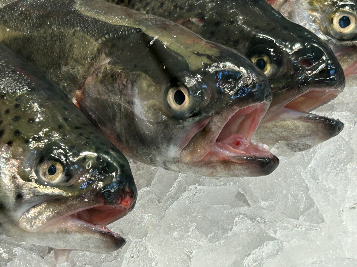 Namenstag am 3. Februar:  Blasius (Blasl)