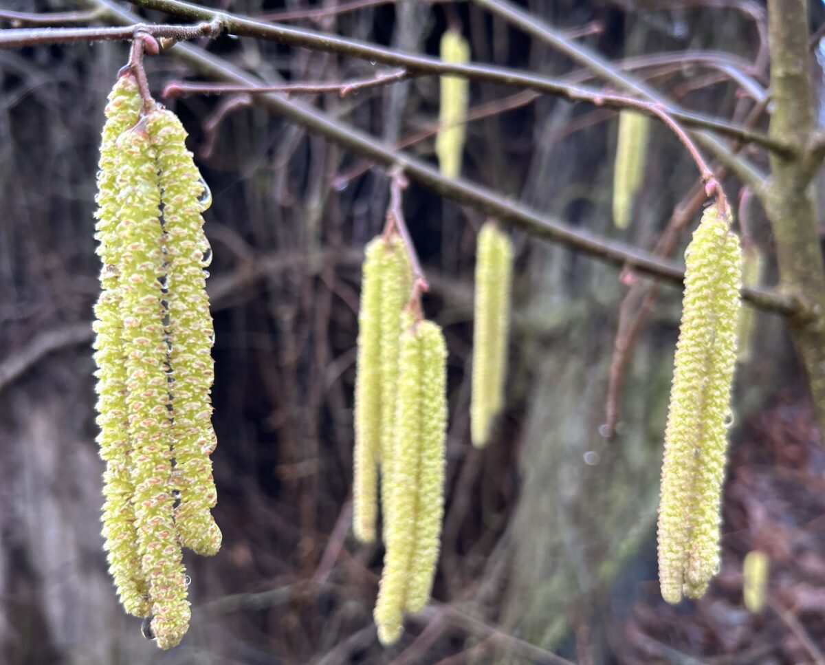 OberpfalzECHO gratuliert den heutigen Namenstagskindern: Christina, Chrissie ...