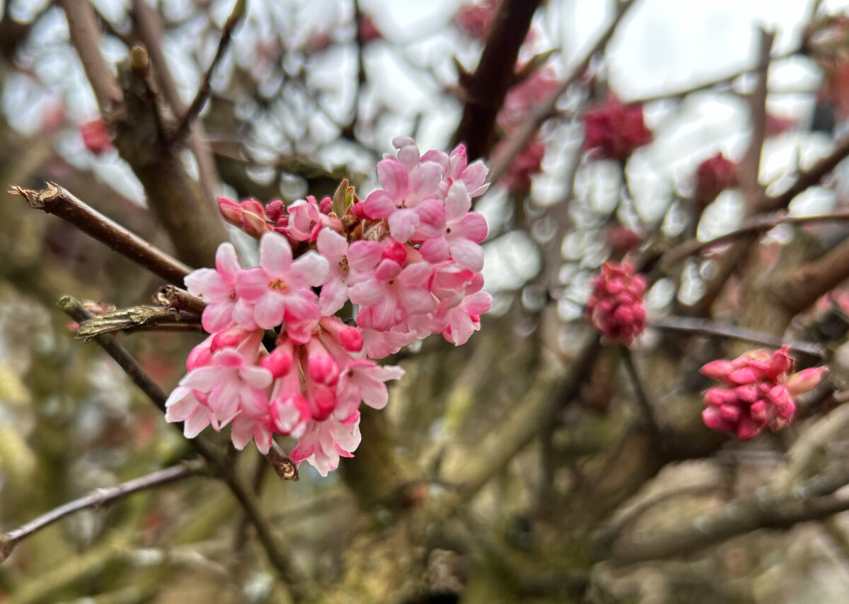 20240301 Maerz blueht Foto: Martin Stangl