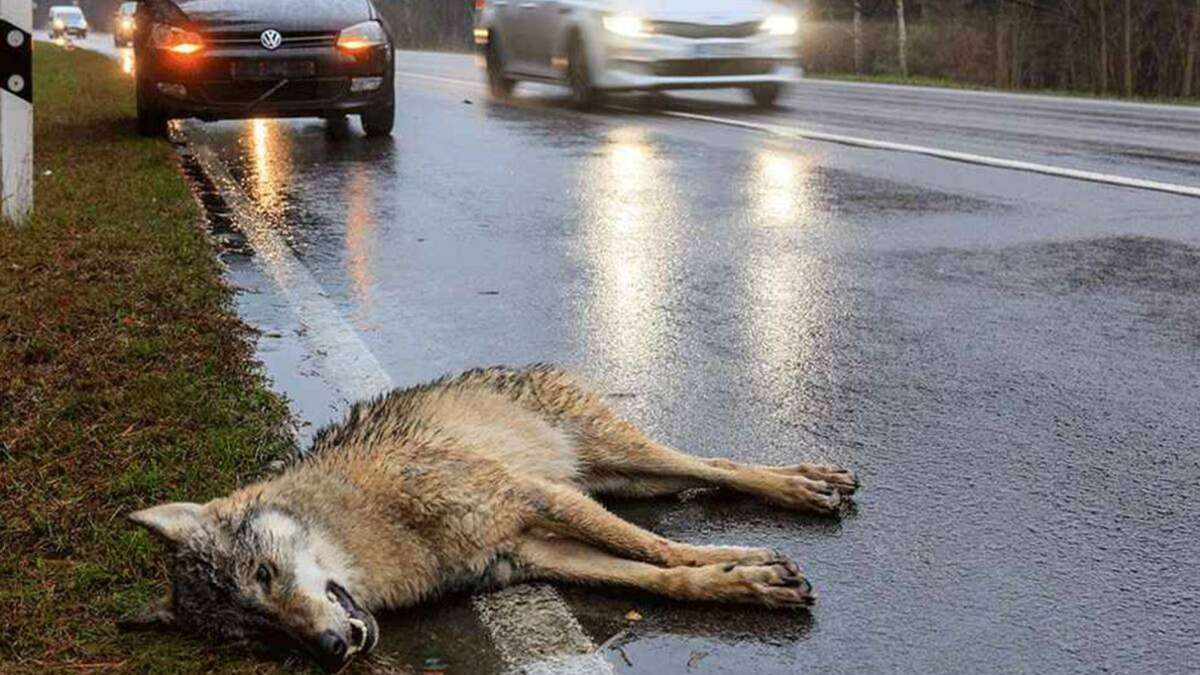 Zwei Wölfe lassen innerhalb weniger Tage auf der A 93 ihr Leben