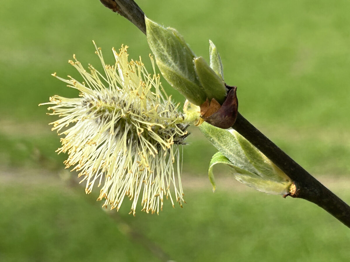 20240322 Palmsonntag Foto: Martin Stangl