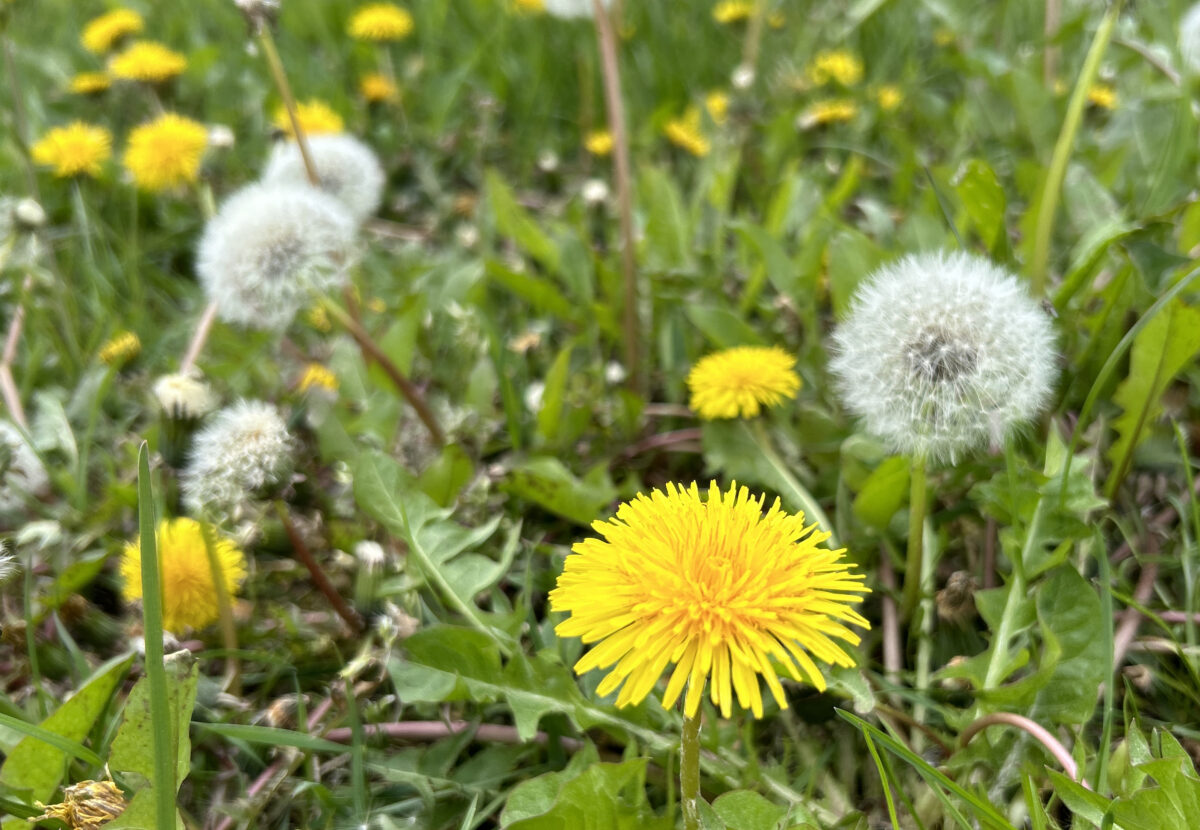 20240429 Monat Mai Foto: Martin Stangl