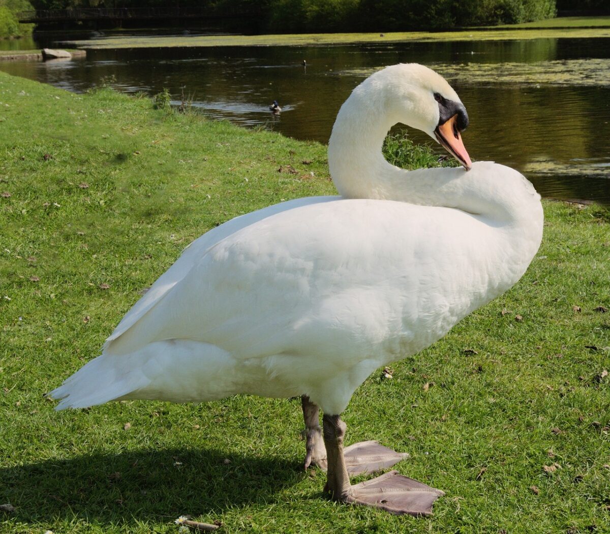 Randalierender Schwan greift Haustüre an