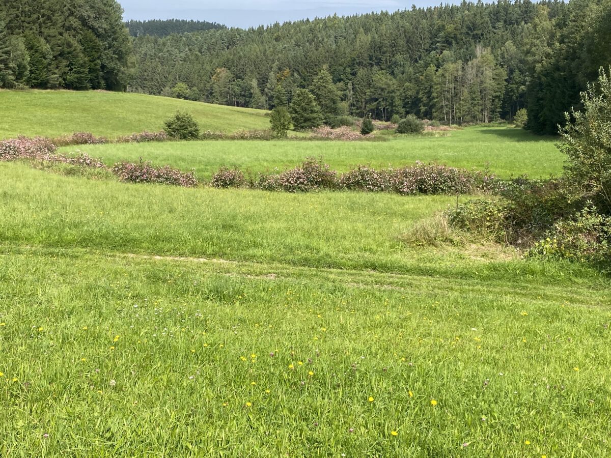 Fehlentwicklungen beim "Kainzbach"