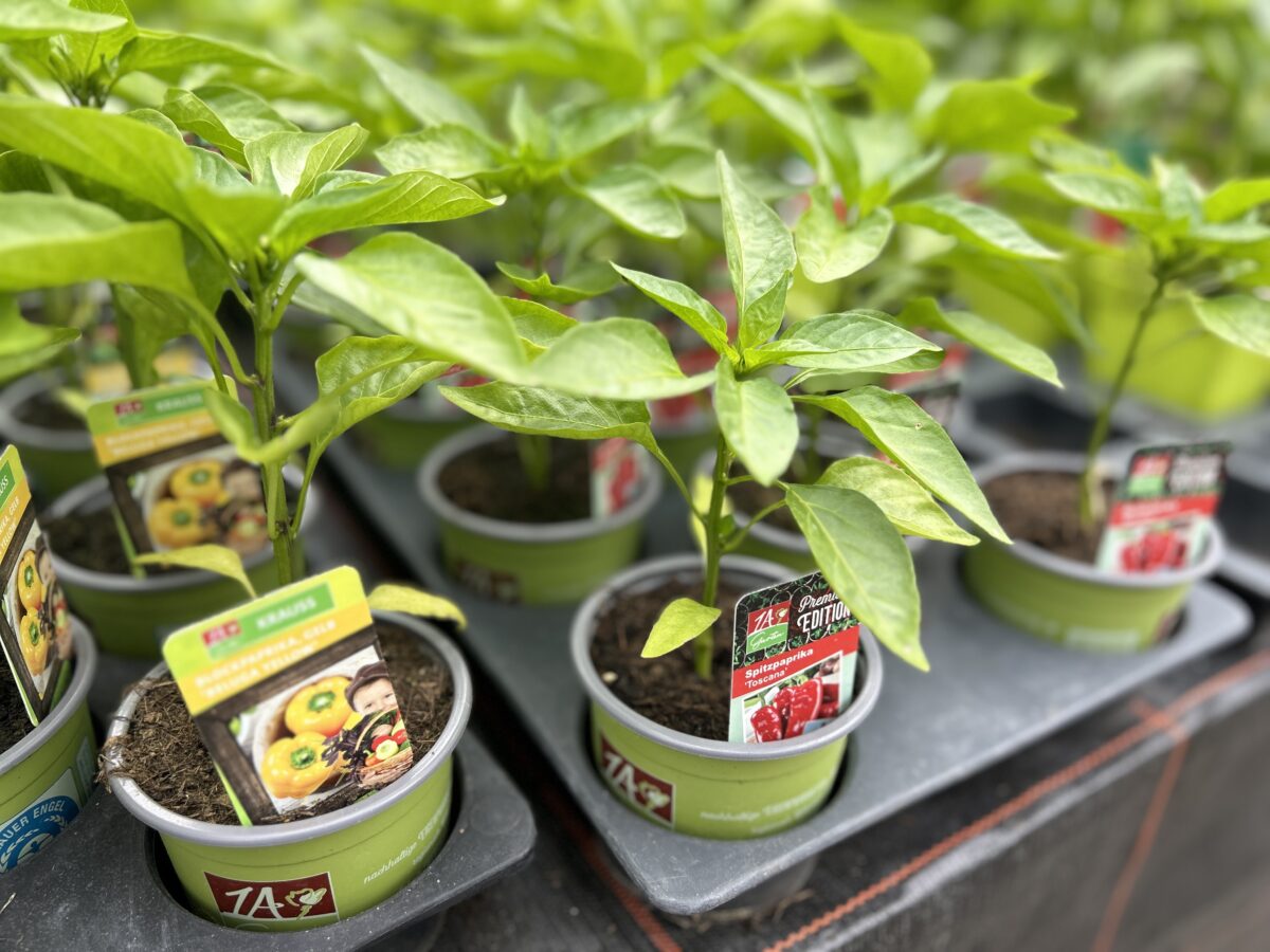 20240510 Eisheilige Foto Martin Stangl