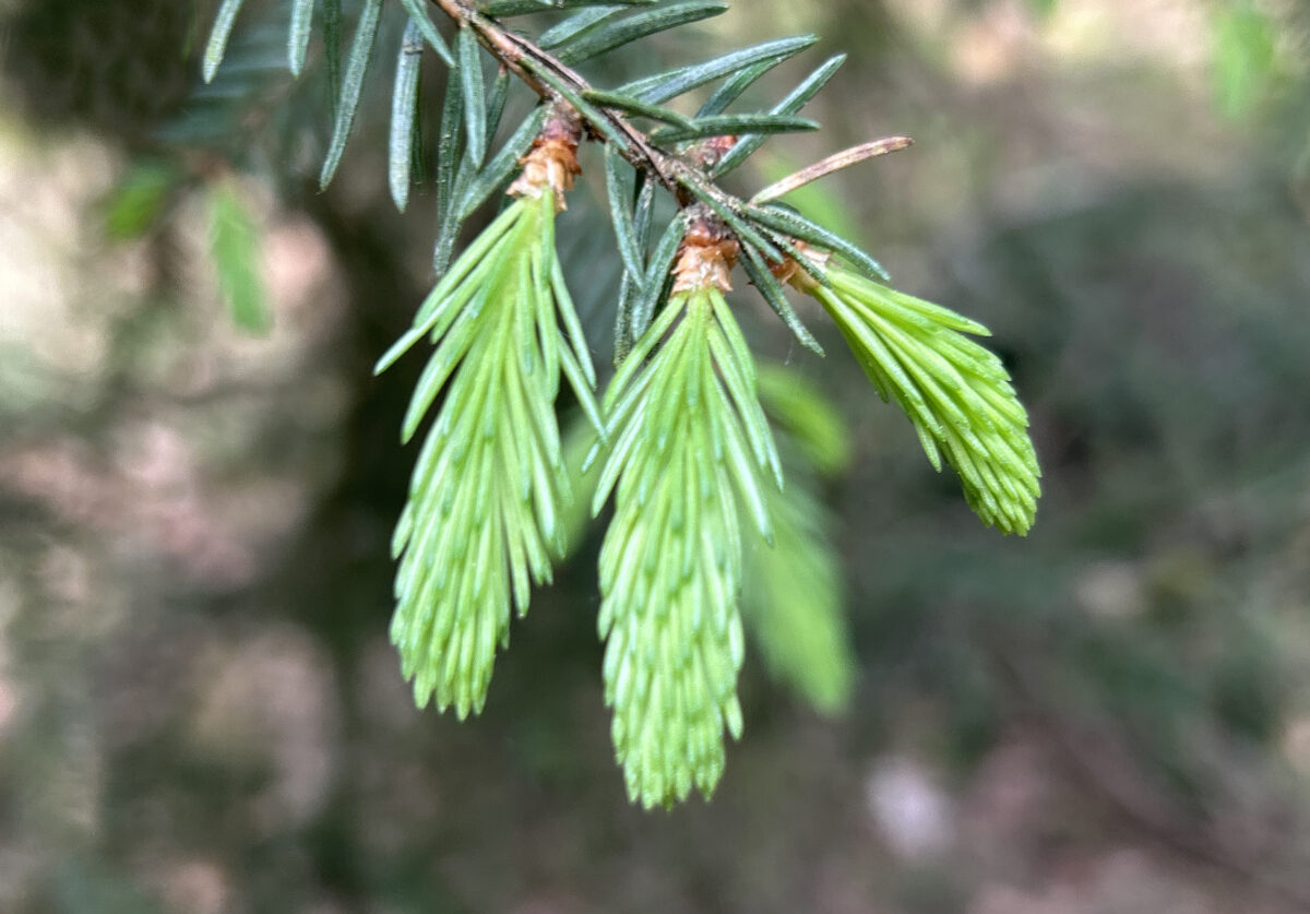 20240512 Föijchtnwibbfl Foto Martin Stangl
