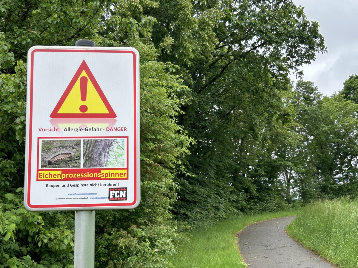 20240518 Eichenprozessionsspinner Foto Martin Stangl