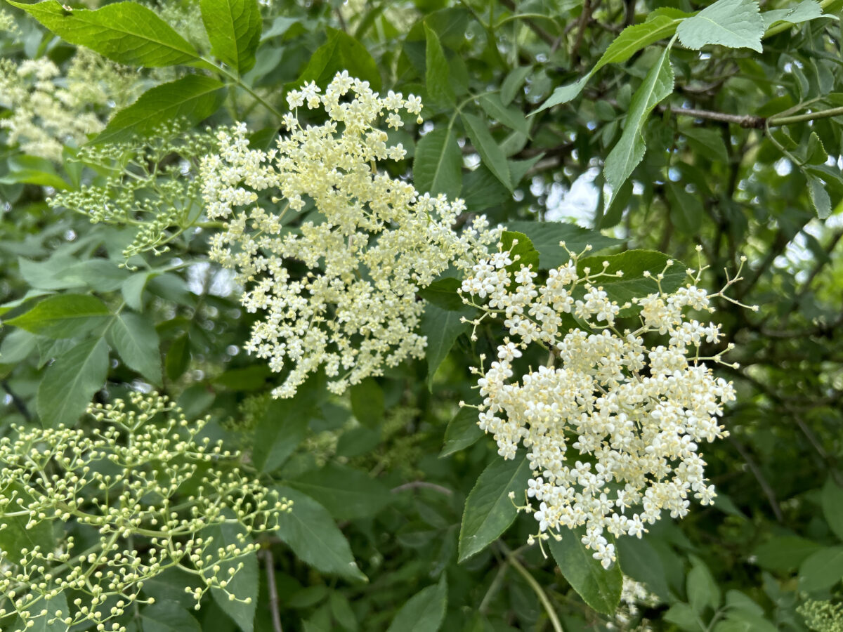 20240525 Holler Foto Martin Stangl