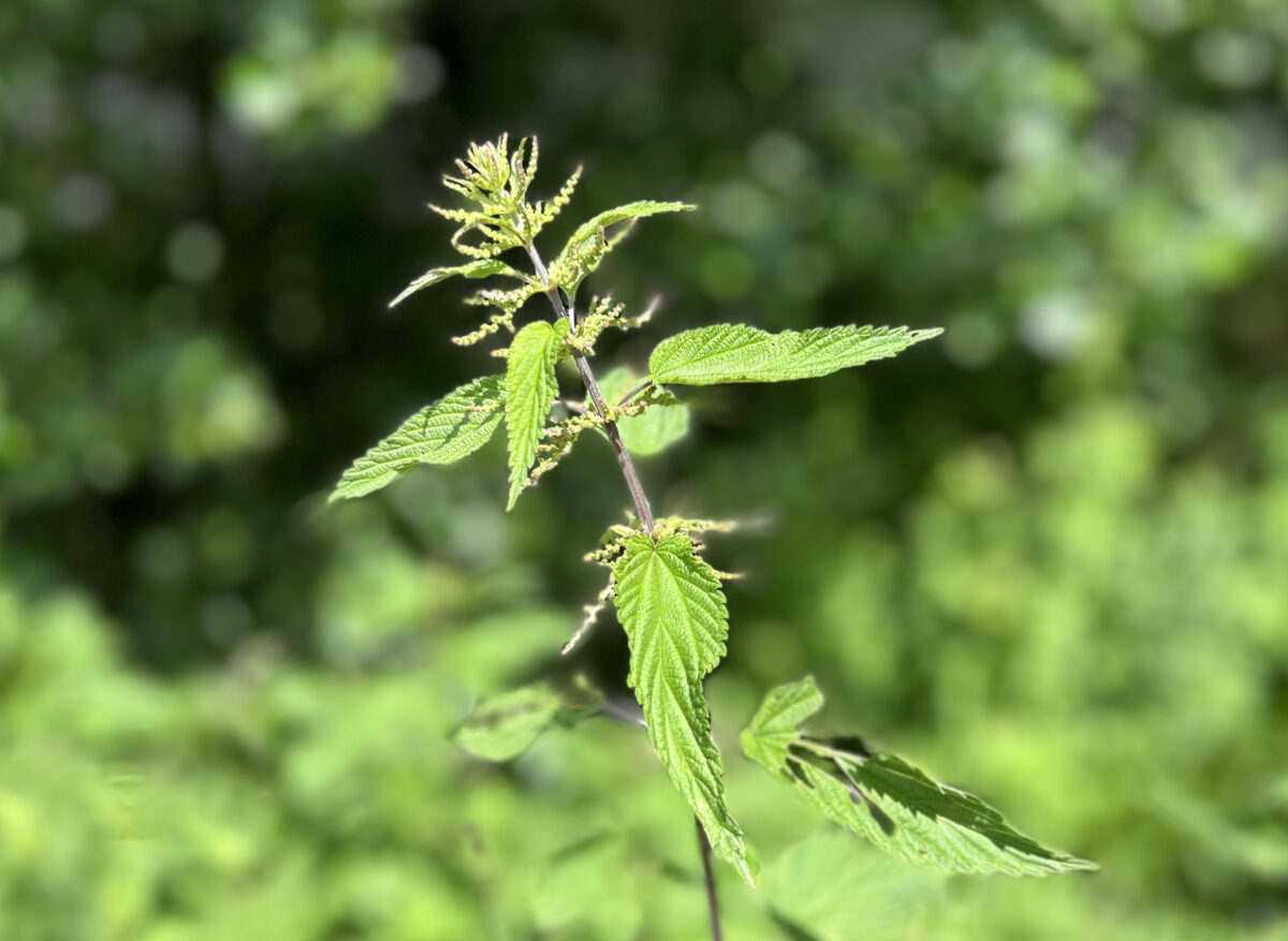 20240606 Brennnessel Foto: Martin Stangl