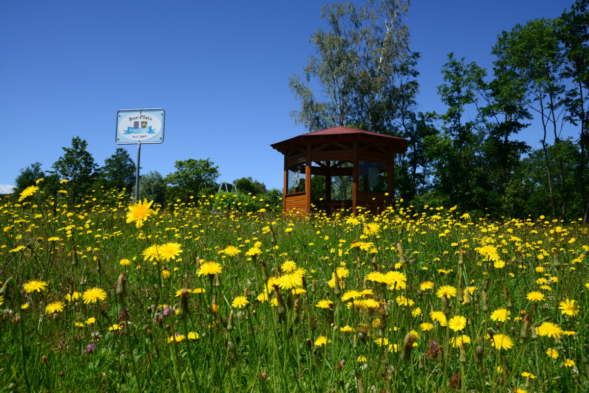 Pleystein verändert Blühwiese trotz Kritik