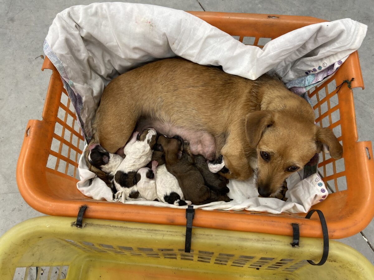 Welpentransport gestoppt – zwölf Hunde im vollbepackten Kleintransporter