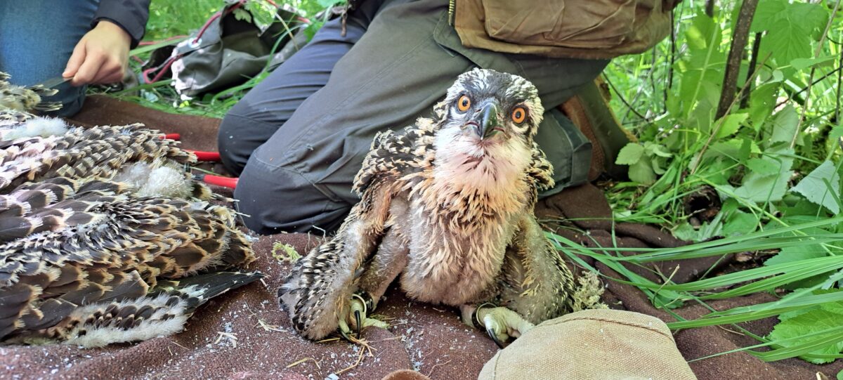 Der Fischadler-Nachwuchs am Großen Rußweiher entwickelt sich prächtig