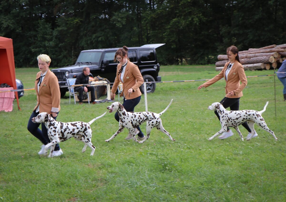 Ausstellung mit Zuchtprüfungen im Nordoberpfälzer Mekka der Dalmatiner-Zucht