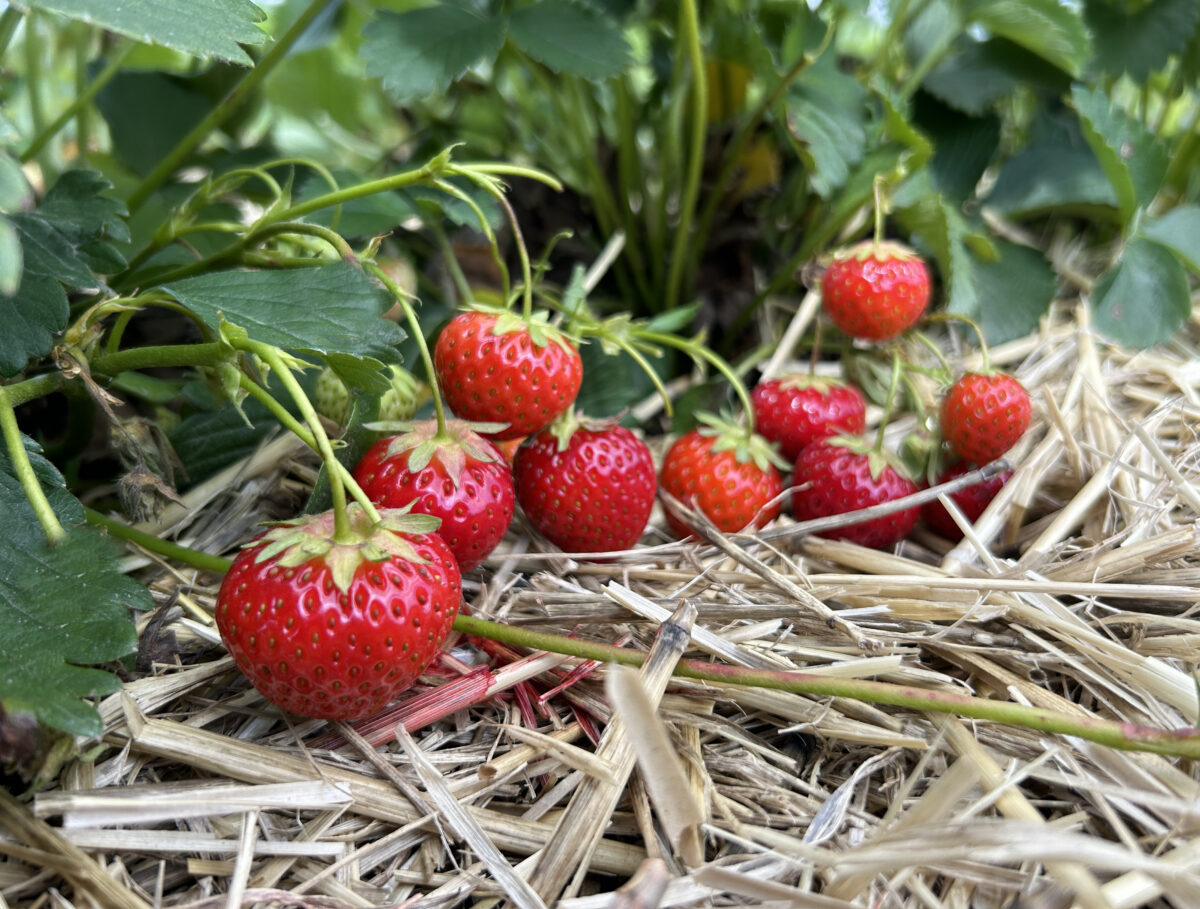 Erdbeeren Foto: Martin Stangl