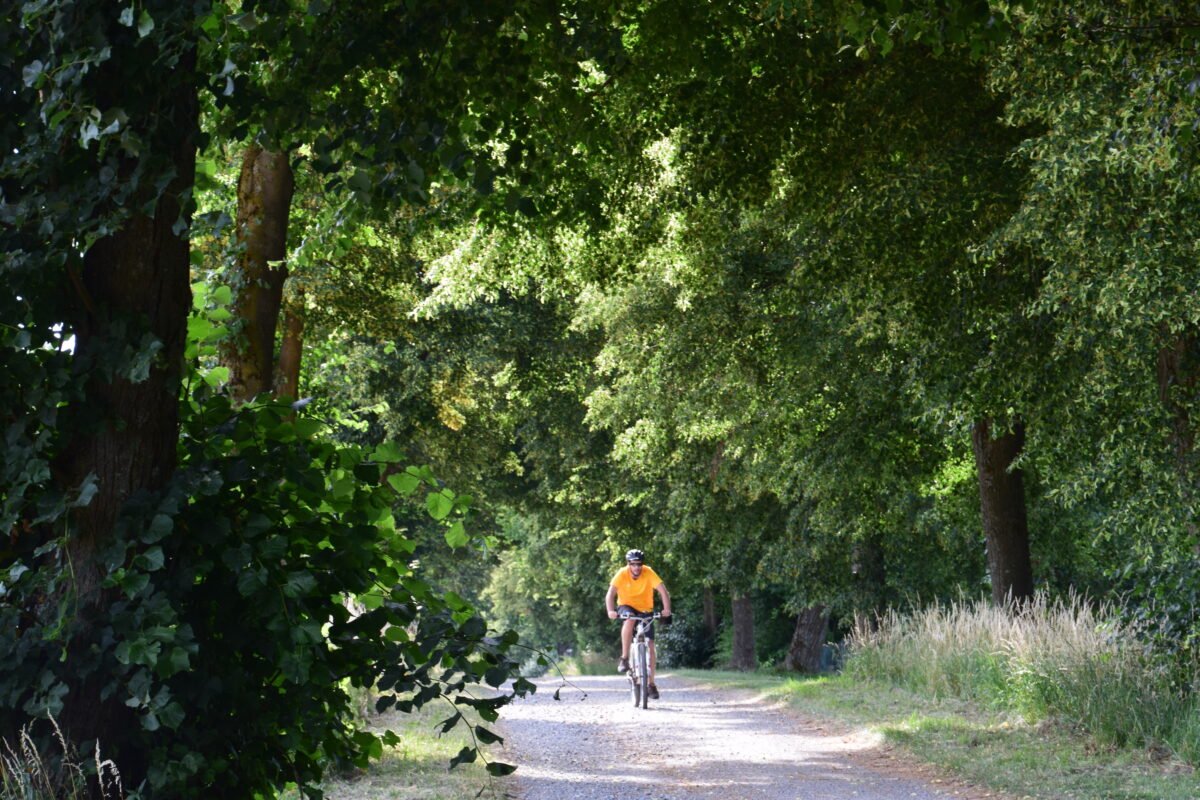 Lindentour - Radeln zu eindrucksvollen und geschichtsträchtigen Linden