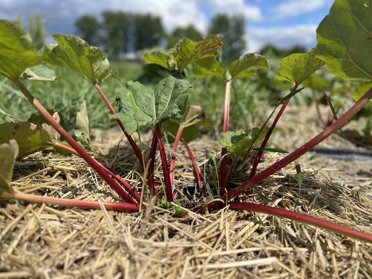 Rhabarber Foto: Martin Stan