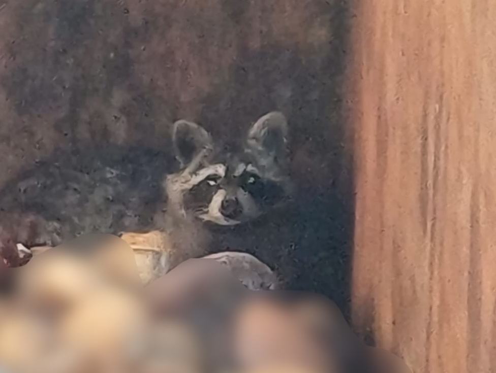 Waschbär Weiden Veterinäramt