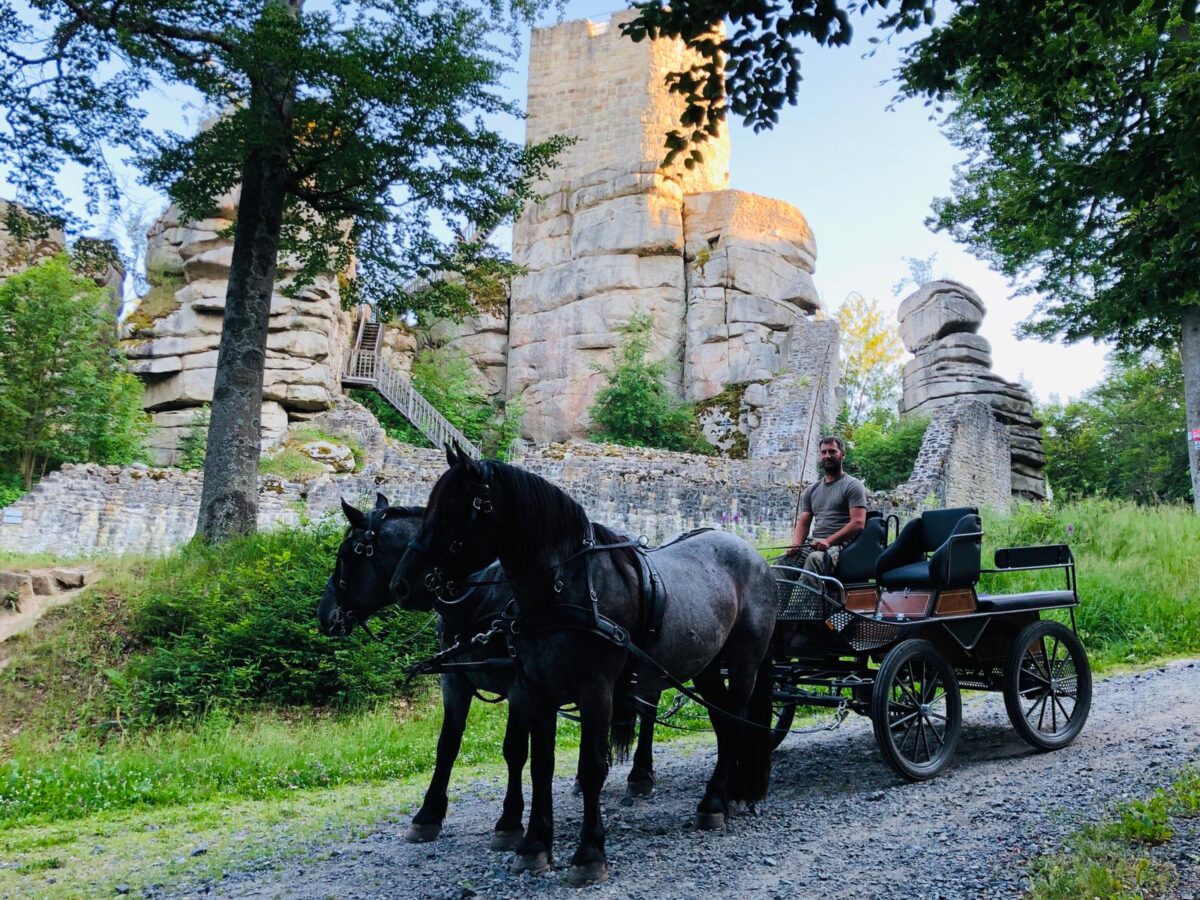 Bio-Erleben im Steinwald: Freizeitprogramm der Öko-Modellregion Steinwald startet bald
