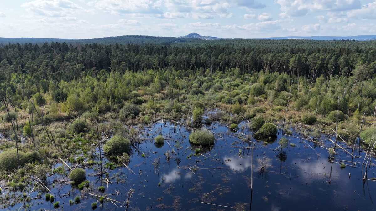 Naturwald im Waldgebiet Mooslohe