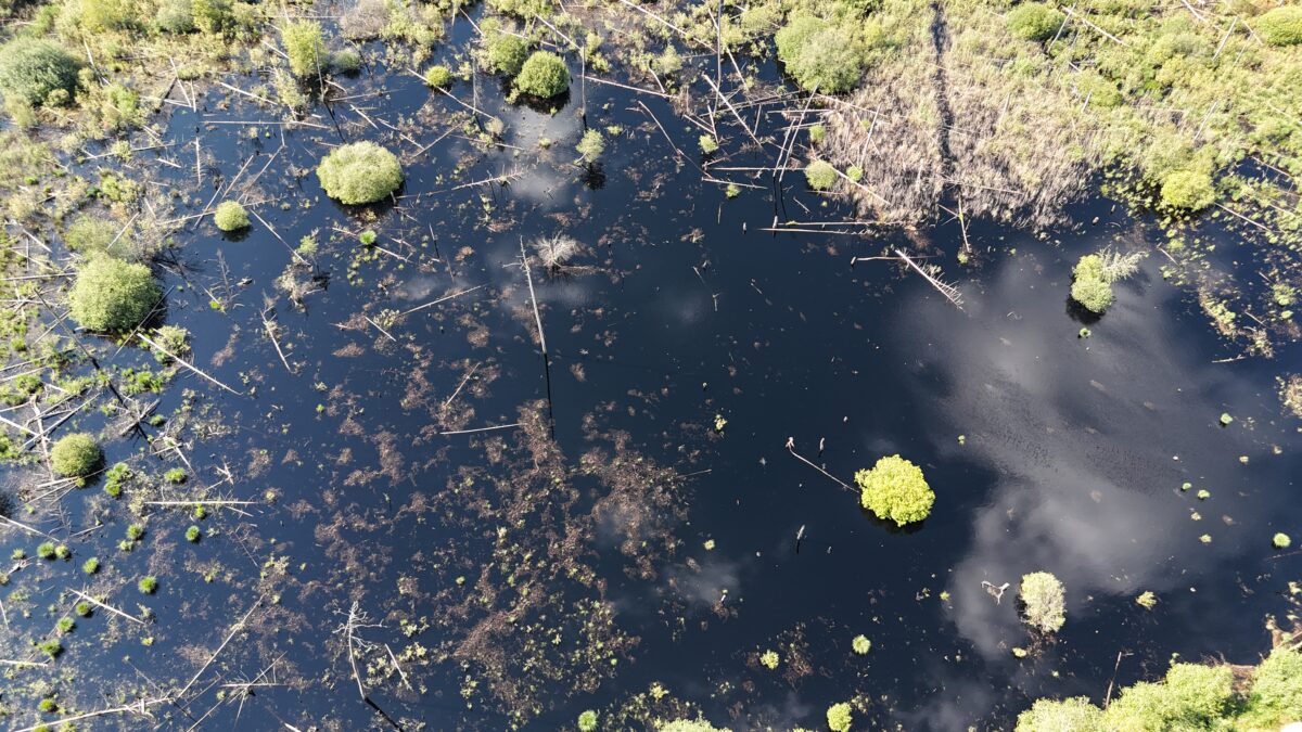 Naturwald im Waldgebiet Mooslohe