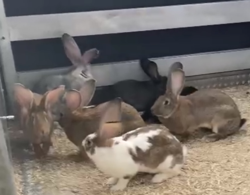 Veterinäramt Beschlagnahmung Tierhaltung