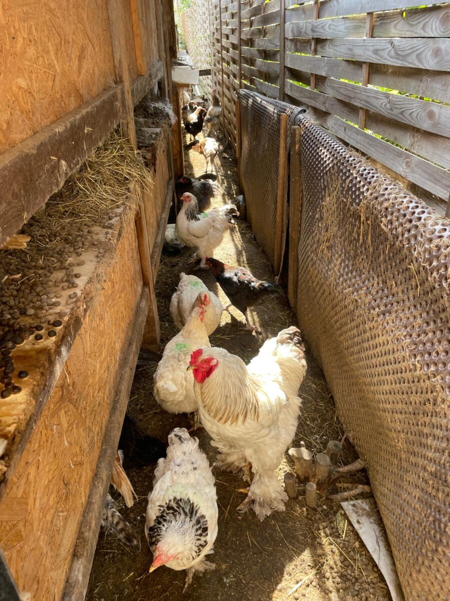 Weidener hält 249 Tiere auf seinem Grundstück - Veterinäramt greift ein