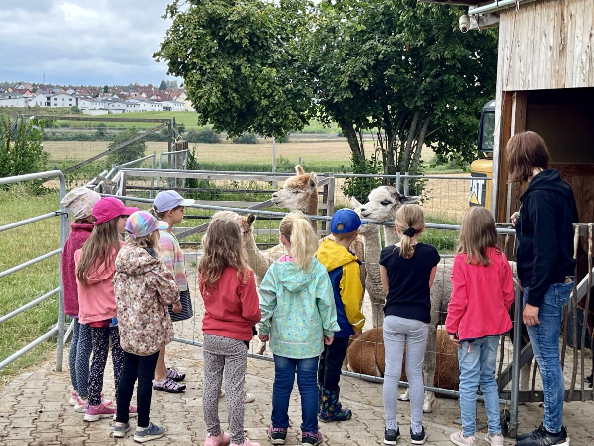Kinder erleben flauschige Alpakas