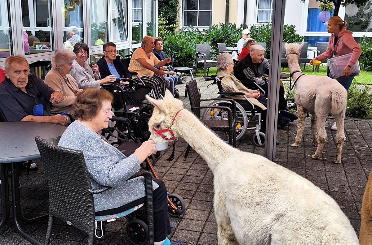 Alpakas: Tiergestützte Therapie im Altenheim Pressath