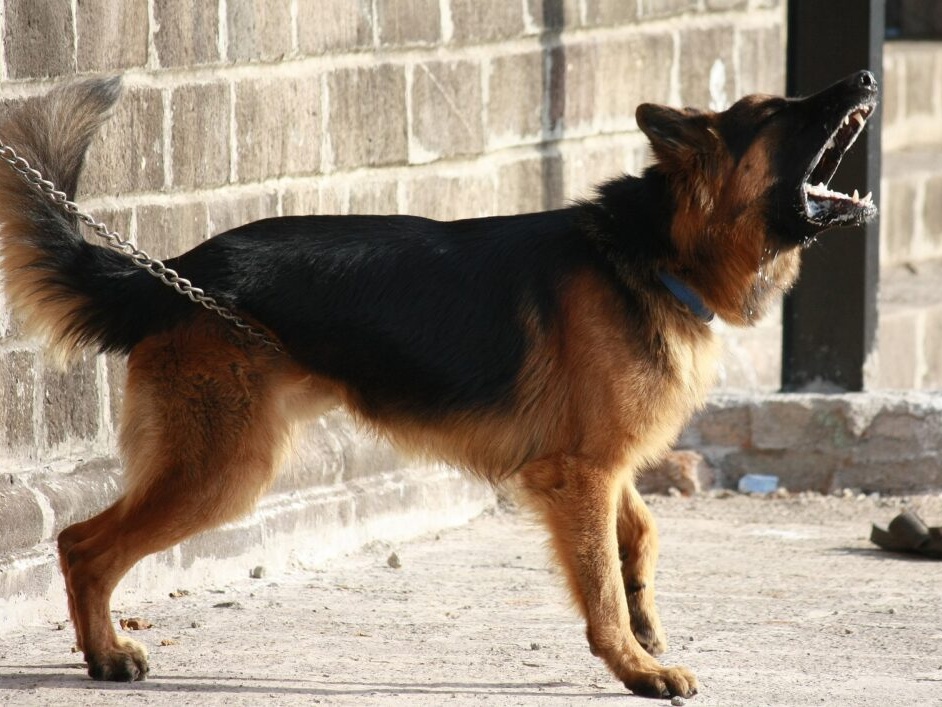 Verstoß nach dem Tierschutzgesetz – aggressiver Schäferhund in Altenhammer unterwegs