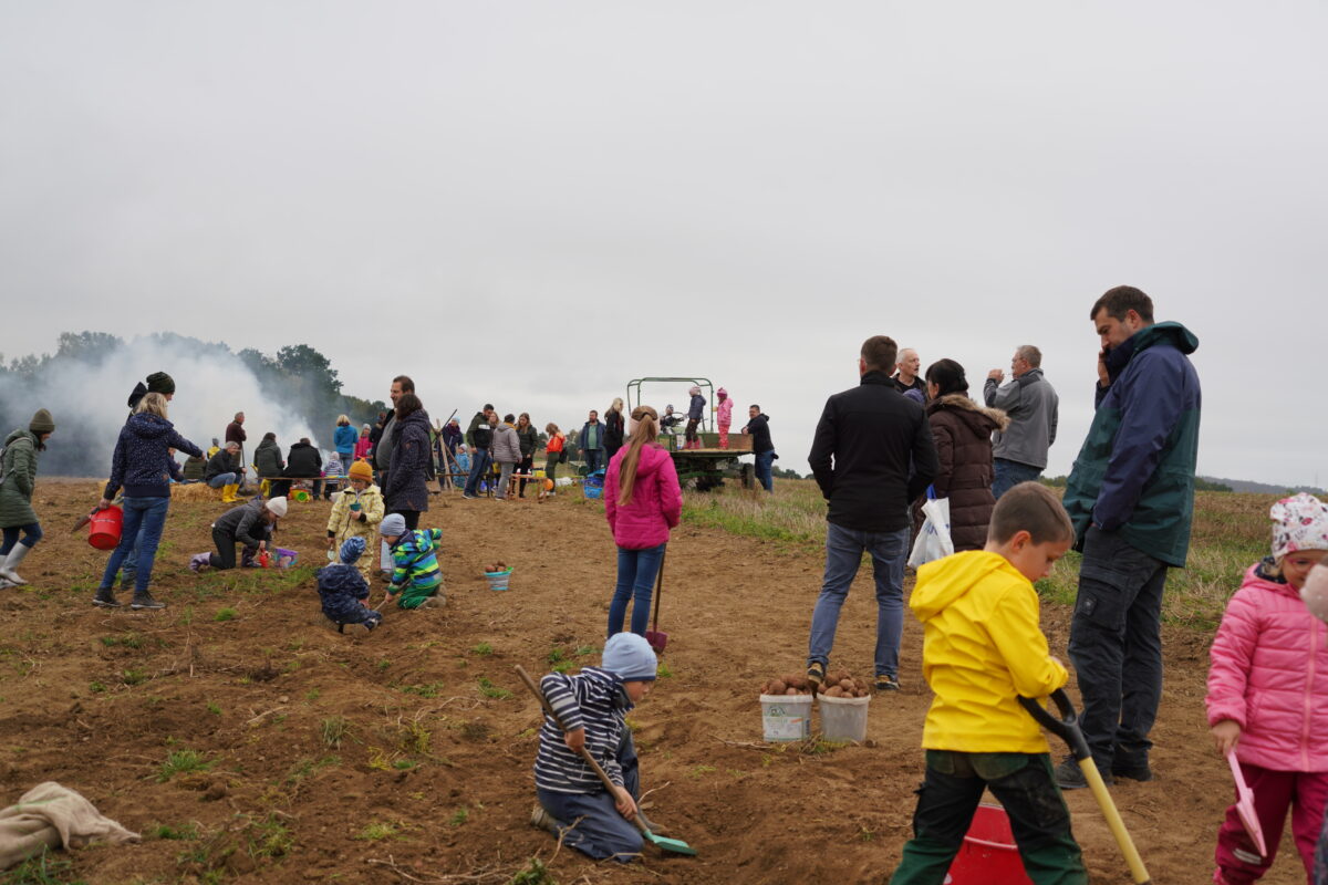 Kartoffelfeuer in Frankenrieth: Spaß beim Erdäpflausgraben