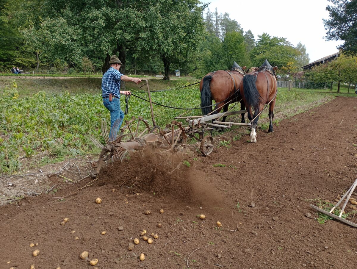 Erdäpfelfest: Historische Ernte im Freilandmuseum