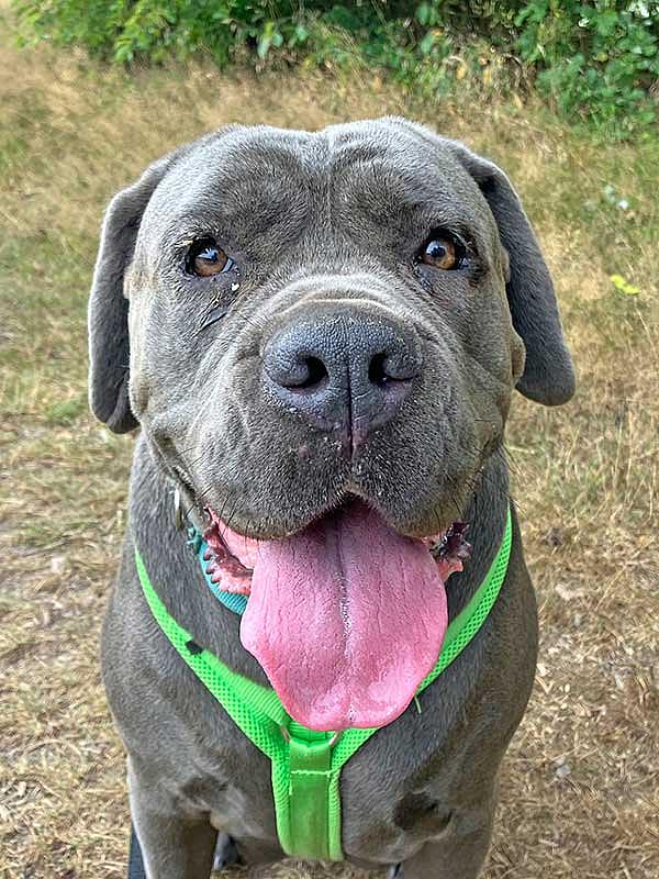 Veterinäramt sichergestellt Kampfhund