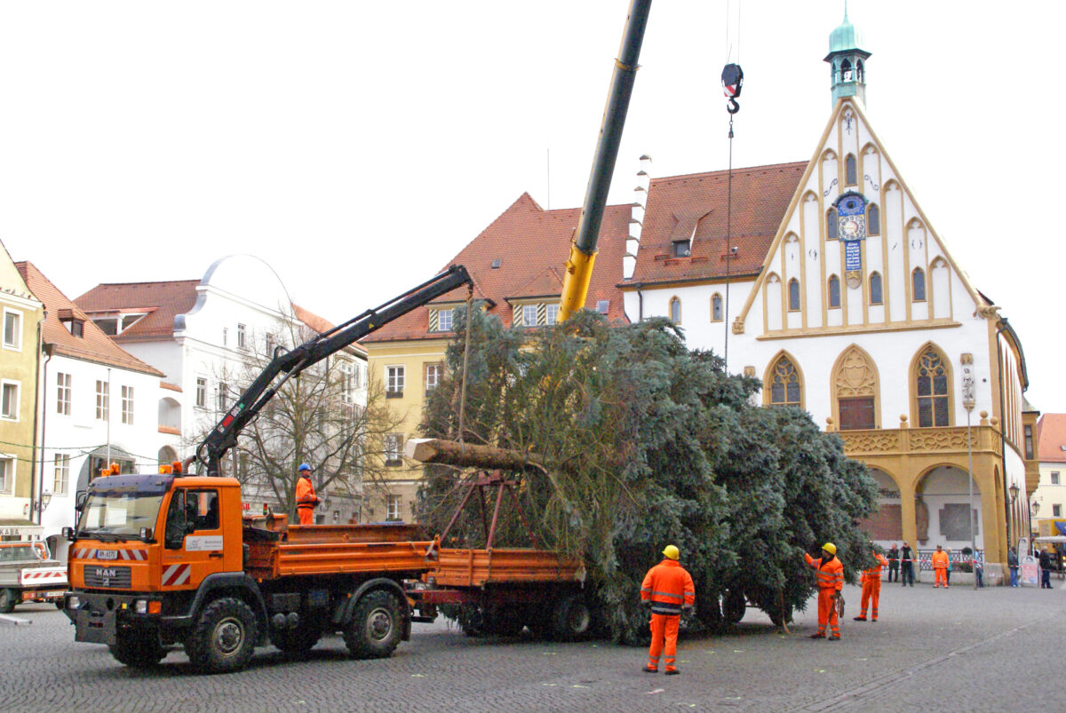 Amberg sucht prächtige Weihnachtsbäume