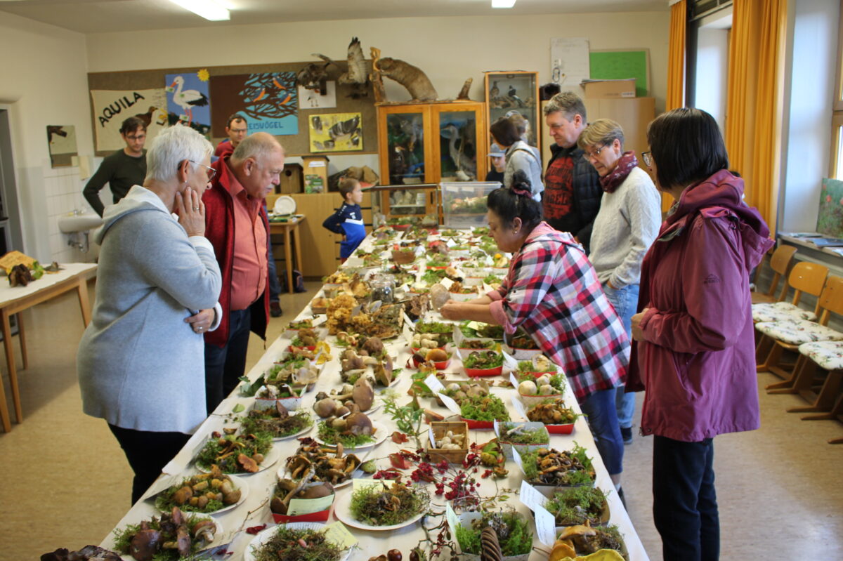 Pilzrarität in Burkhardsreuth entdeckt