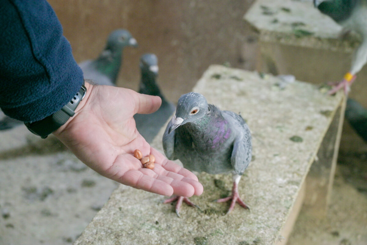Stadtrat in Weiden soll Taubenschläge statt Fütterungsverbot wählen