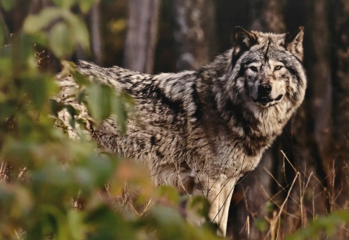 Kirchenthumbach fordert Management der Wolfspopulation