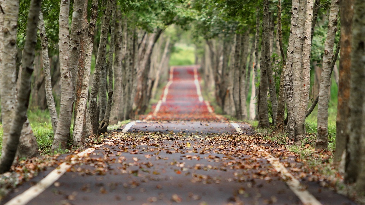 Fahrhinweise vom ADAC für Herbst: Nebel, Laub und Wildwechsel