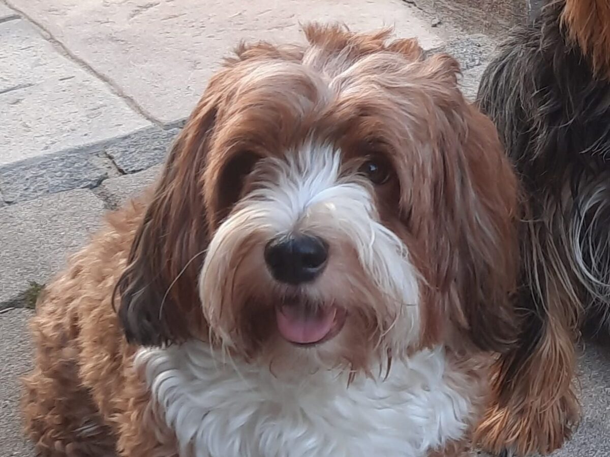 Vermisster Havaneser Timo sucht Weg nach Hause