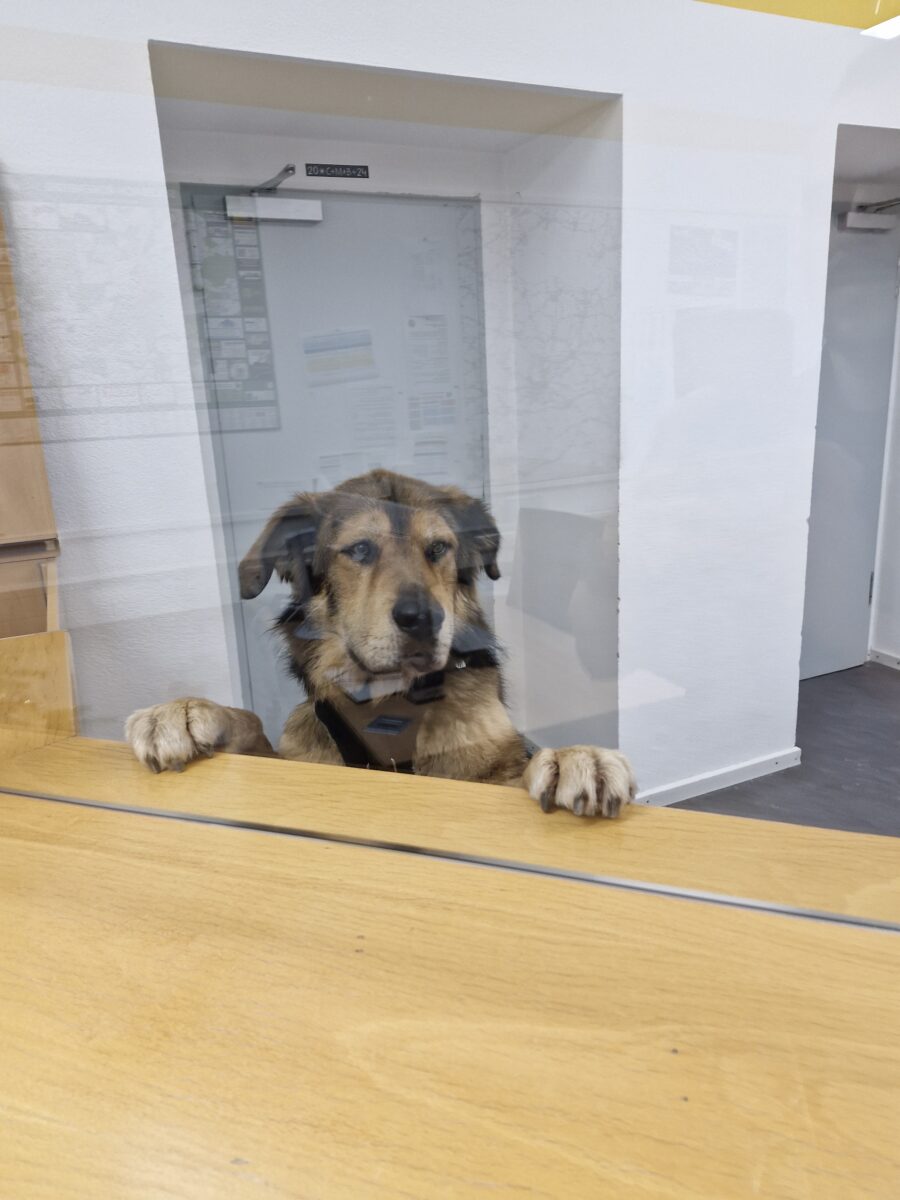 Tierischer Besuch in der Wache