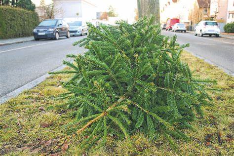 Christbaumabfuhr in Weiden startet am 12. Januar