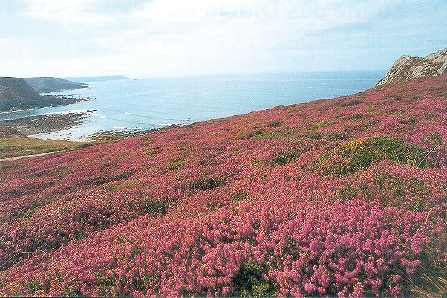 4 Tage in die Lüneburger Heide „Zum Schnucken gucken“