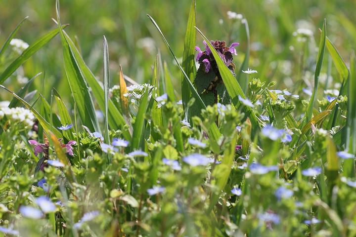 NEW Perspektiven: "Mähfreier Mai" – ein Gewinn für Mensch und Natur