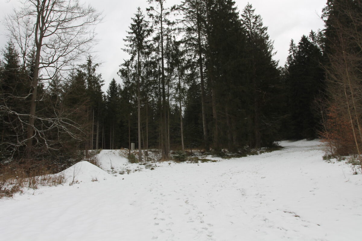 Gemeinderat Flossenbürg stellt sich gegen Baumrodung