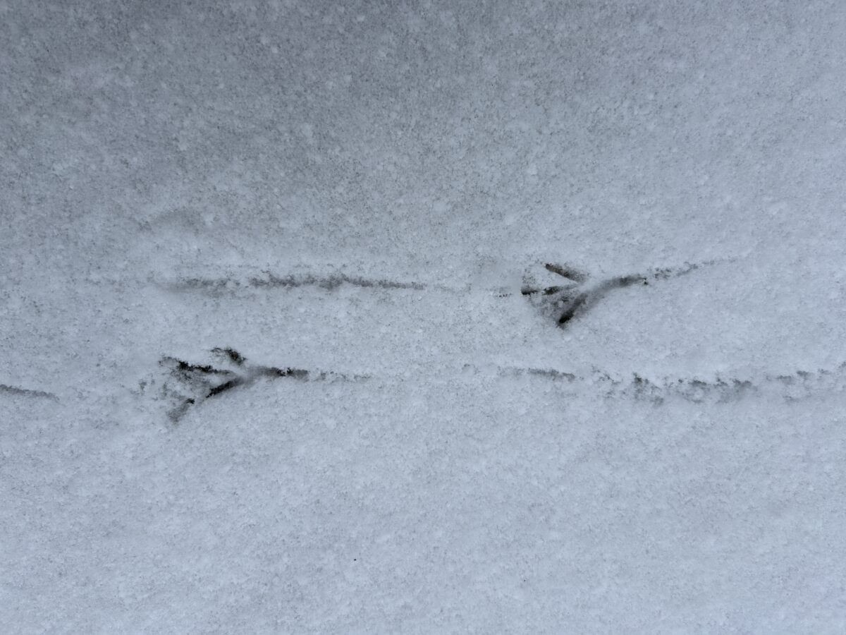 Oberpfalzecho Monatsüberblick Februar Foto: Martin Stangl