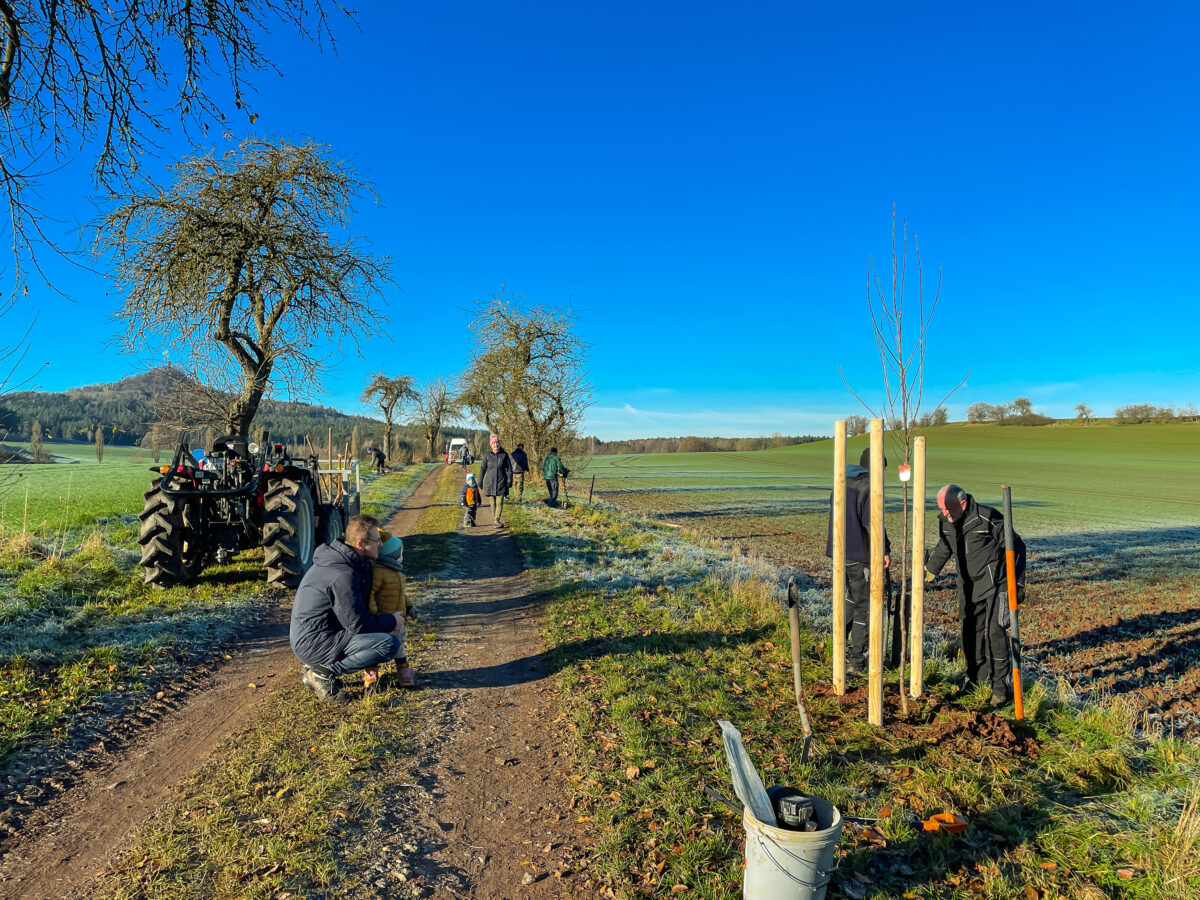 Neues Leben auf alten Wegen: Freiwillige pflanzen neue Apfelbäume