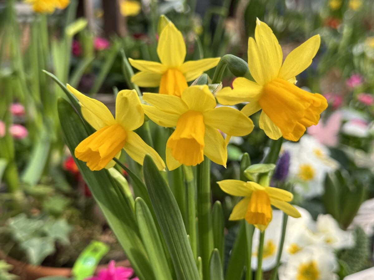 Was ist im Monat März wichtig? OberpfalzECHO gibt einen unterhaltsamen Überblick